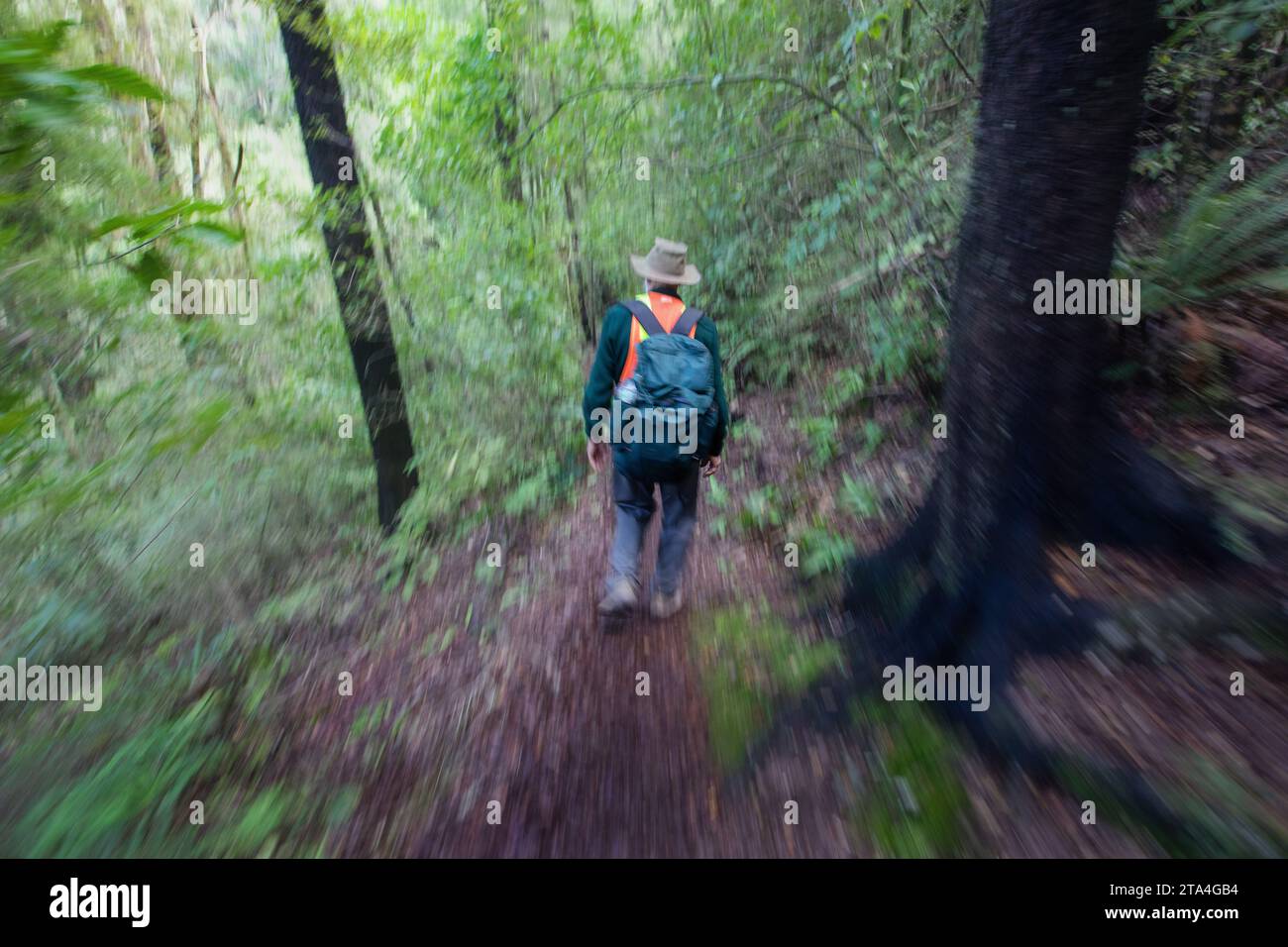 Picture by Tim Cuff. 7 September 2023. Forestry in Golden Downs, Nelson, New Zealand. Stock Photo