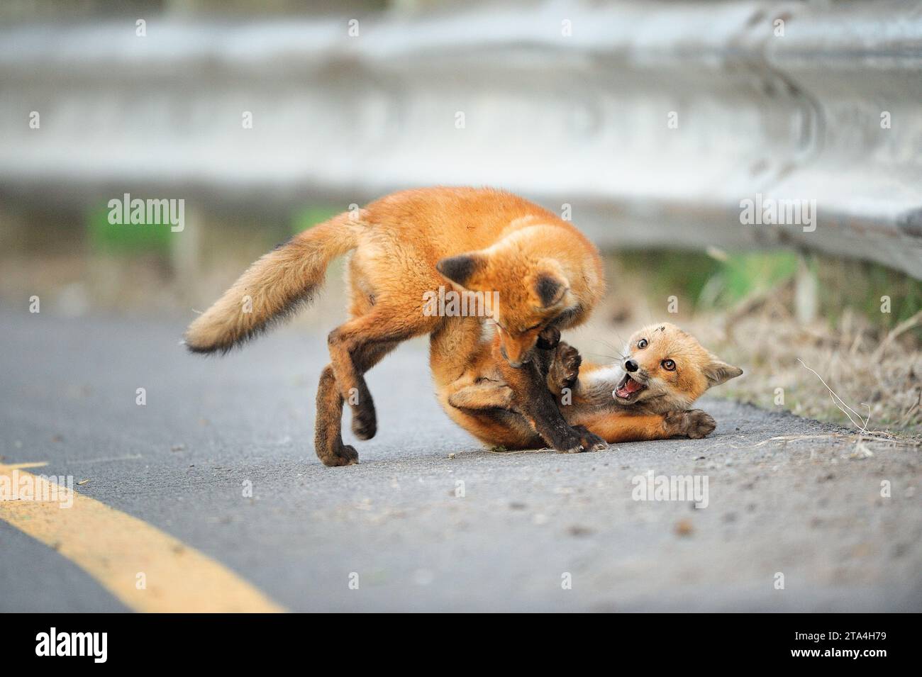 Two Young Red Fox playing on a road in Summer in Canada Stock Photo