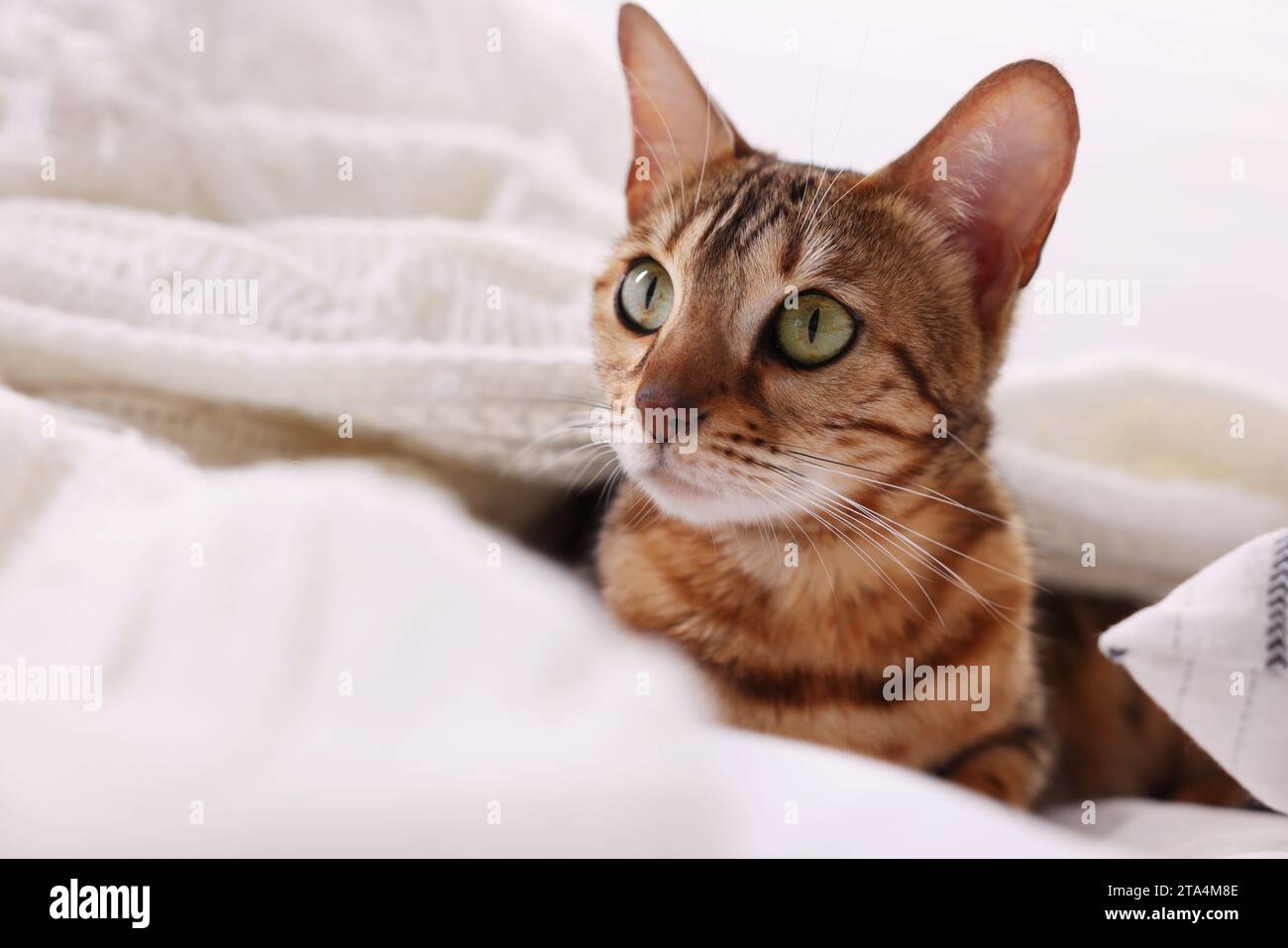 Cute Bengal cat lying on bed at home, closeup and space for text ...