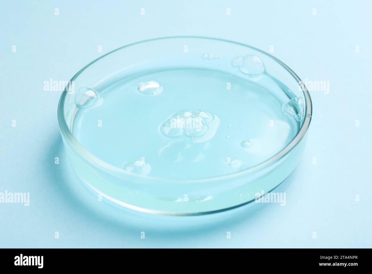 Petri dish with liquid sample on light blue background, closeup Stock ...