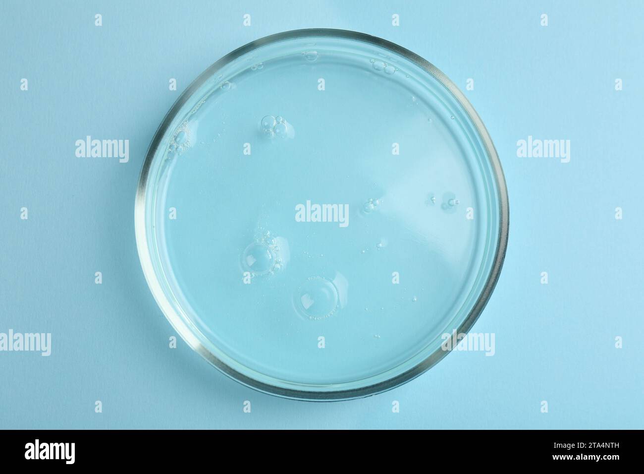 Petri dish with liquid sample on light blue background, top view Stock ...