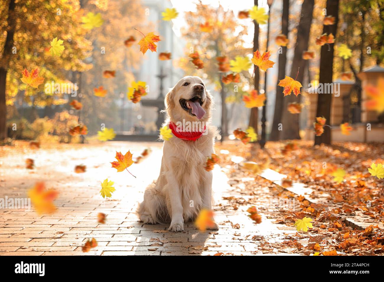 Cute Golden Retriever dog under falling leaves in park. Autumn walk ...