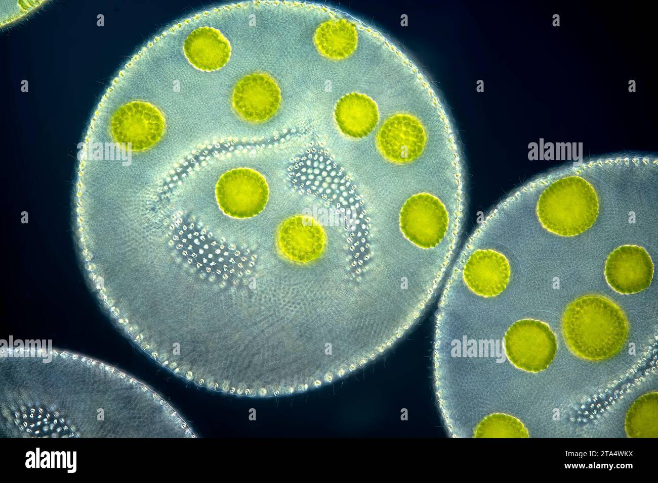 Volvox globator algae, light micrograph Stock Photo - Alamy