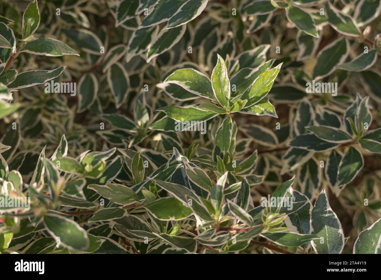 leaves of abelia plant with sunlight and shadow in the outdoor garden Stock Photo