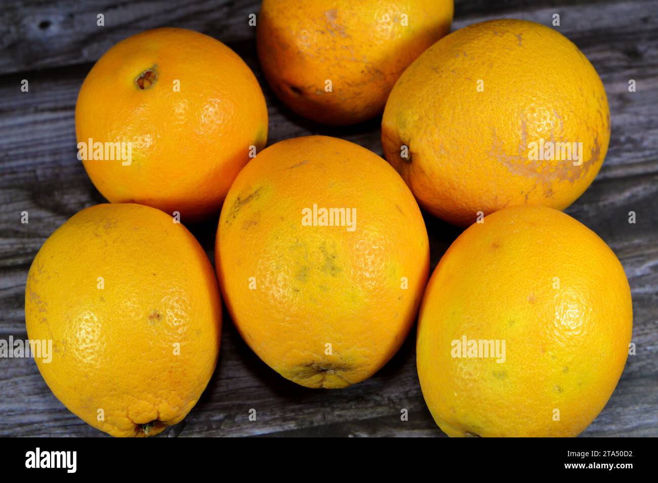 navel orange fruit, An orange is a fruit of various citrus species in the family Rutaceae, a hybrid between pomelo (Citrus maxima) and mandarin (Citru Stock Photo