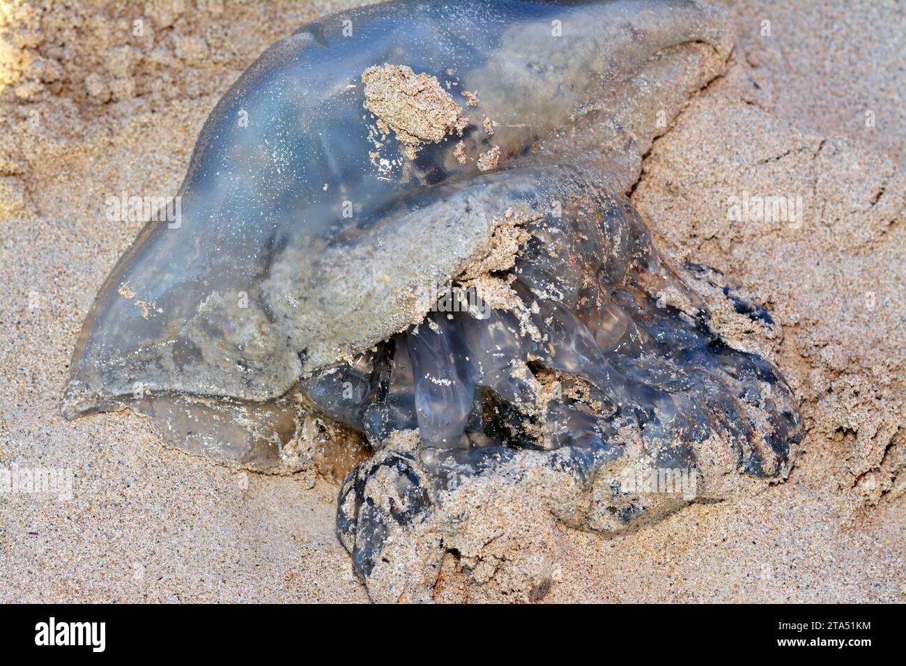 Jellyfish, sea jellies, medusaphase of certain gelatinous members of