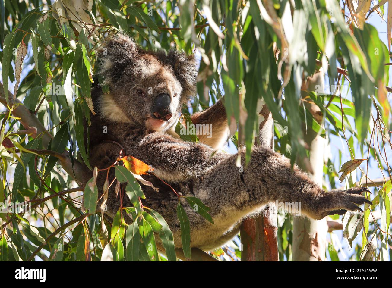 Koala bear looking relaxed on an eucalyptus tree Stock Photo