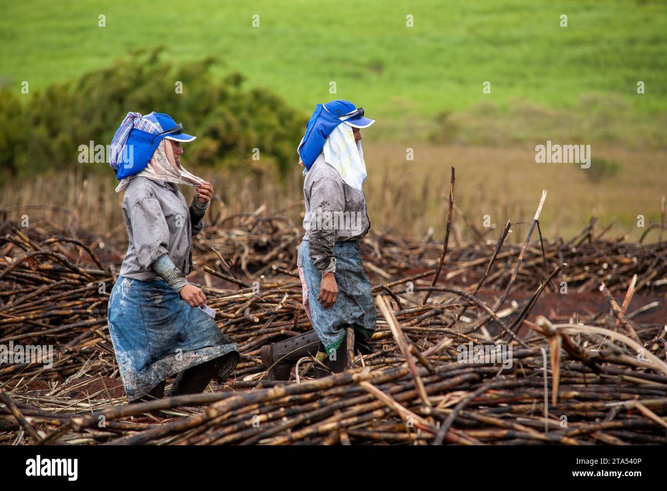 Women working as sugarcane cutters, known in Brazil by the expression boia-fria, unregistered rural worker hired temporarily who eats homemade meals at the workplace. Boia is a popular Brazilian name for meal or food and fria means cold. Sao Manoel, Sao Paulo State, Brazil. Stock Photo