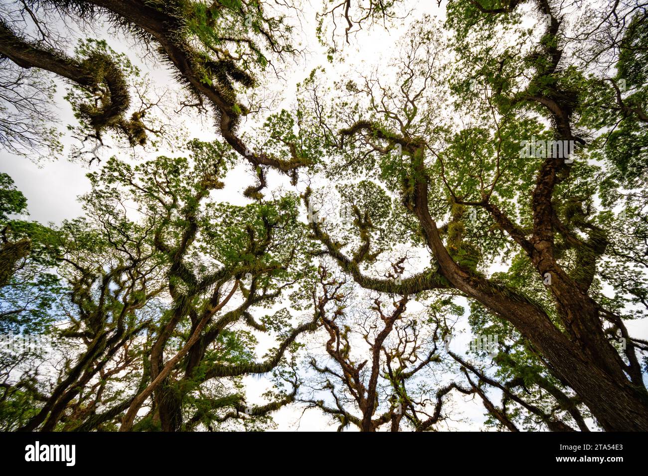 Amazing Bottom view of Giant trees with Huge trunks and Branches at De