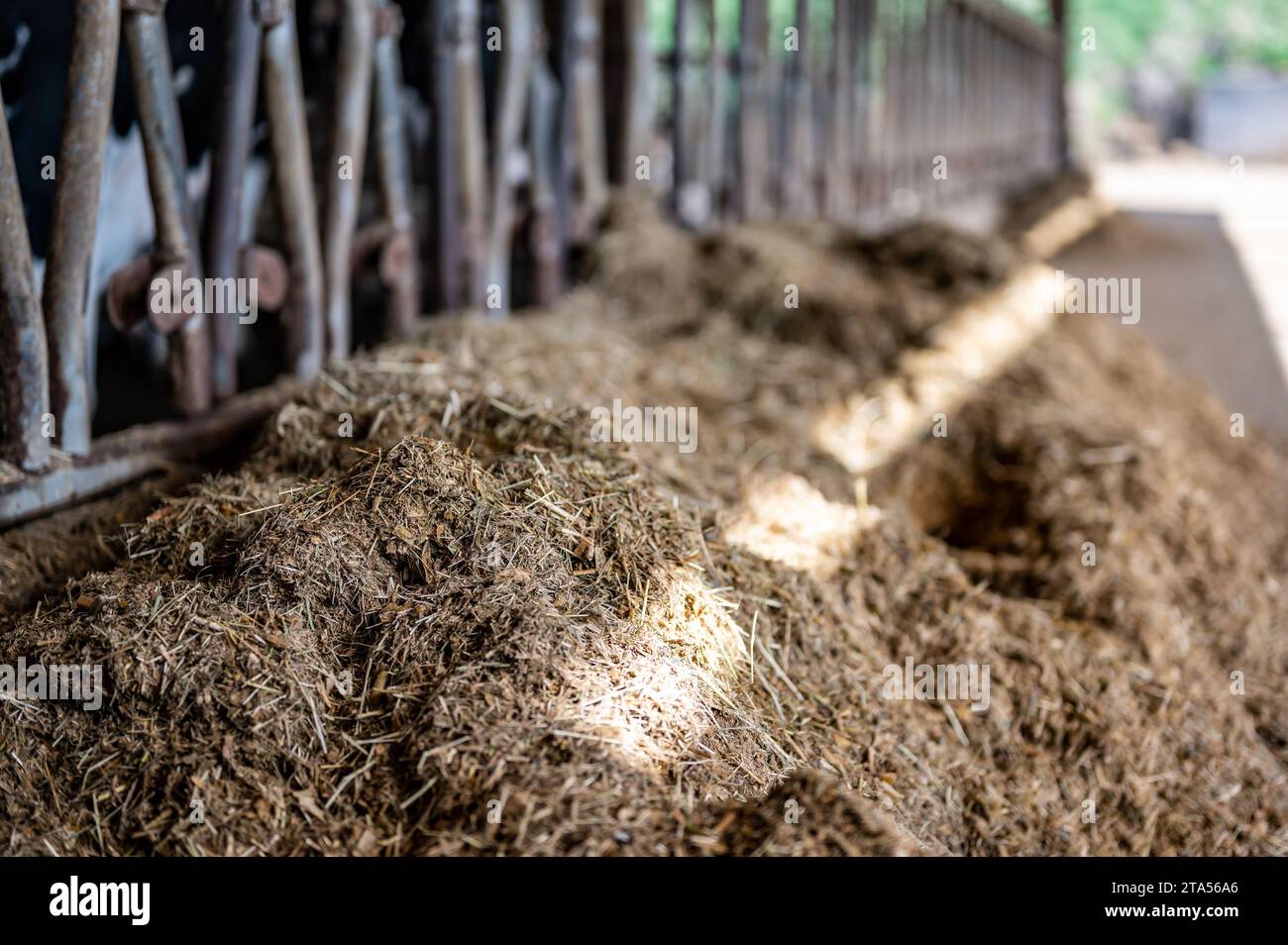 Row of silage in a dairy barn with stanchions. for cattle to eat