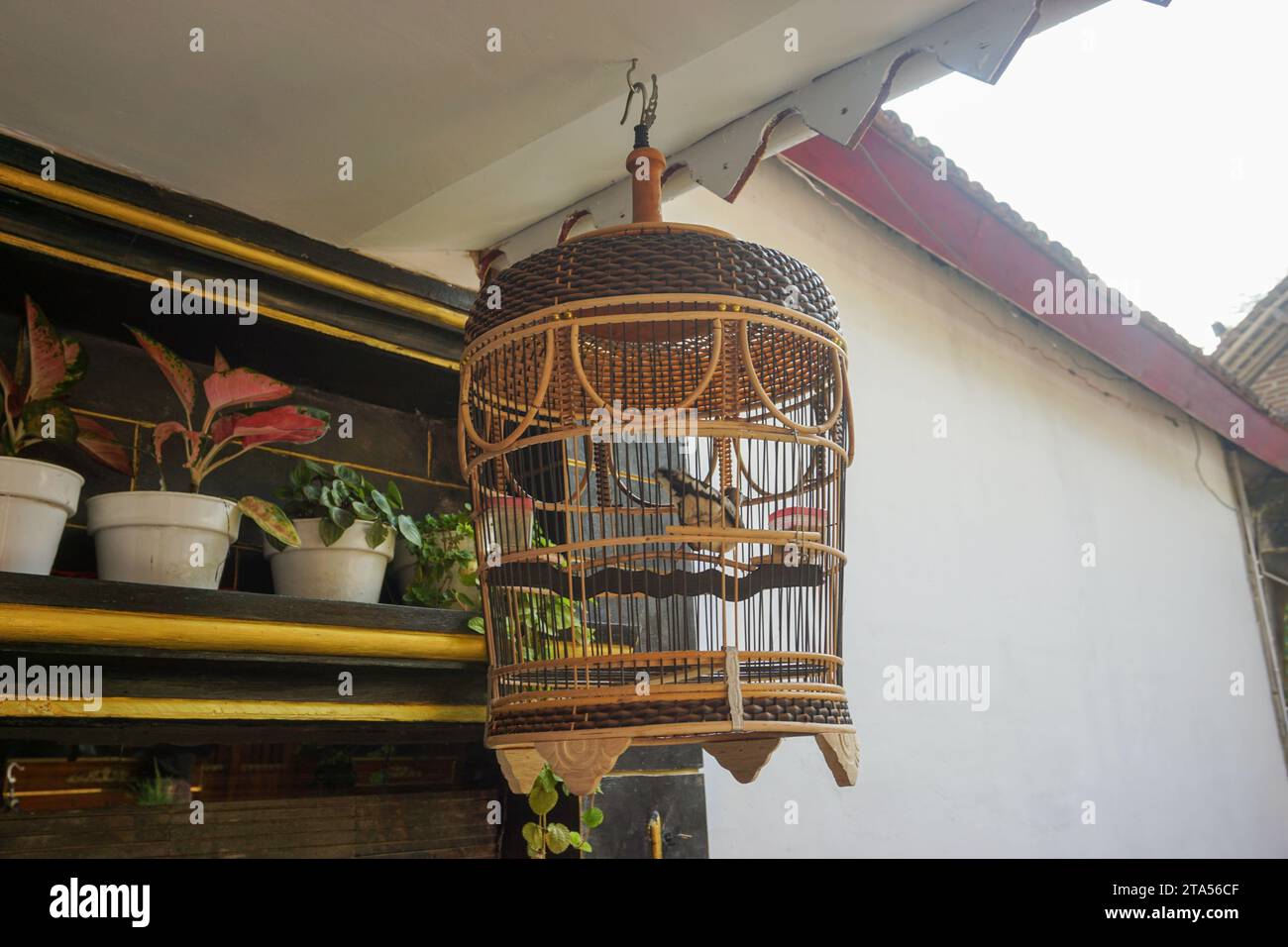 A closer look at Tropical Parrot Cage