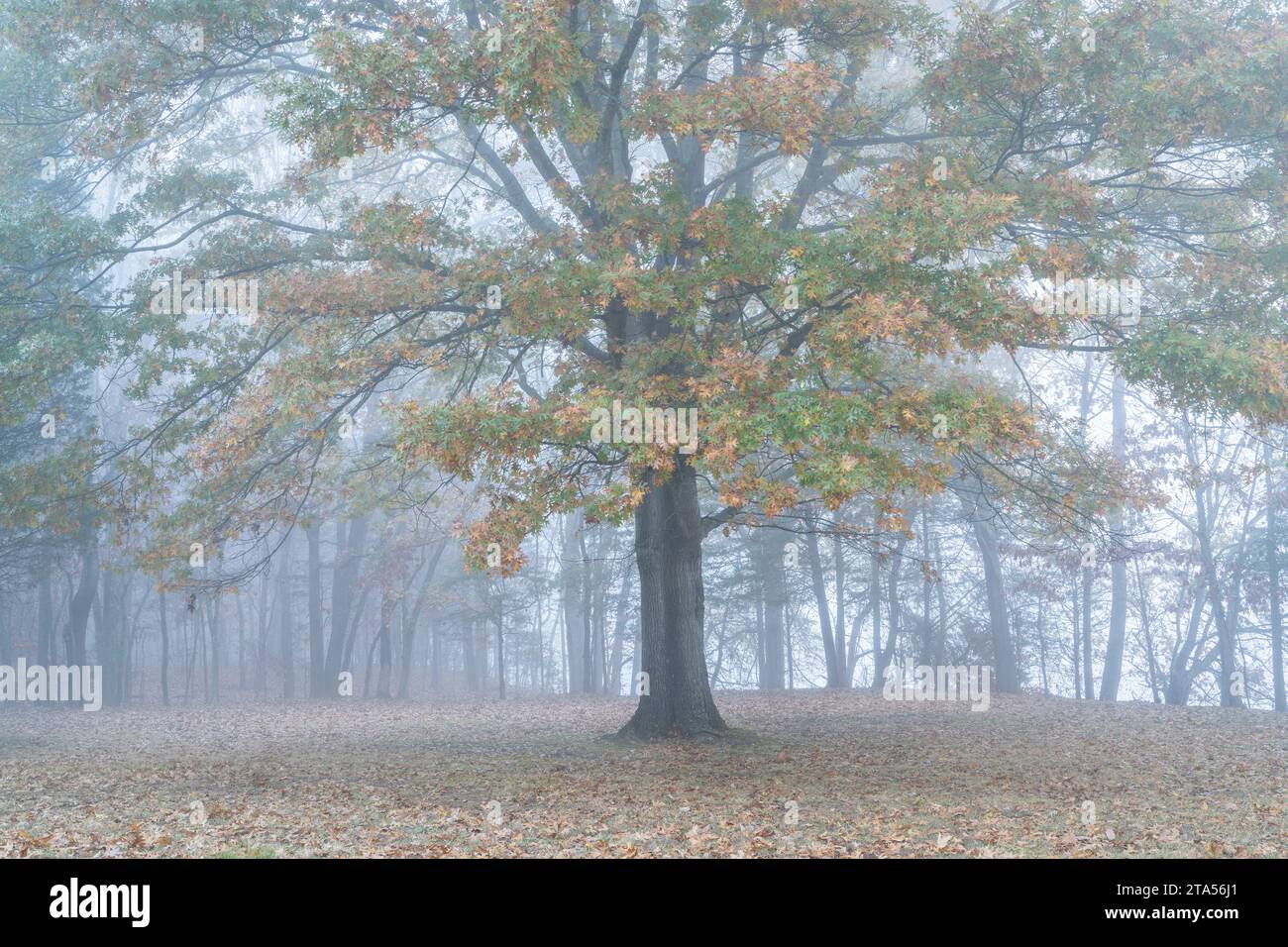 Oak tree in fog hi-res stock photography and images - Alamy