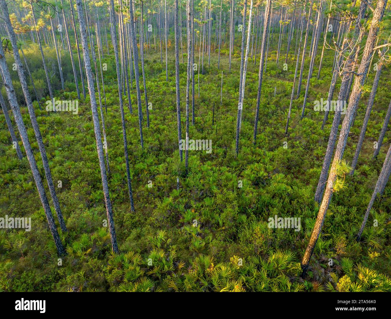 sunrise aerial view of Florida forest with pine trees and palmetto ...