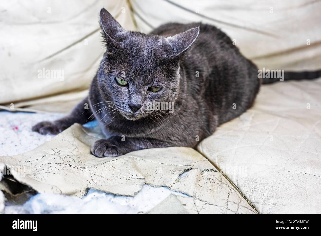 dissatisfied American Burmese cat lies on a torn leather sofa. Things