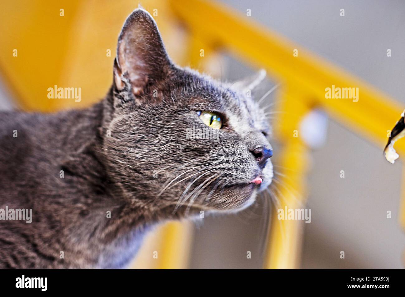 American Burmese cat is shading his face towards a piece of salted fish