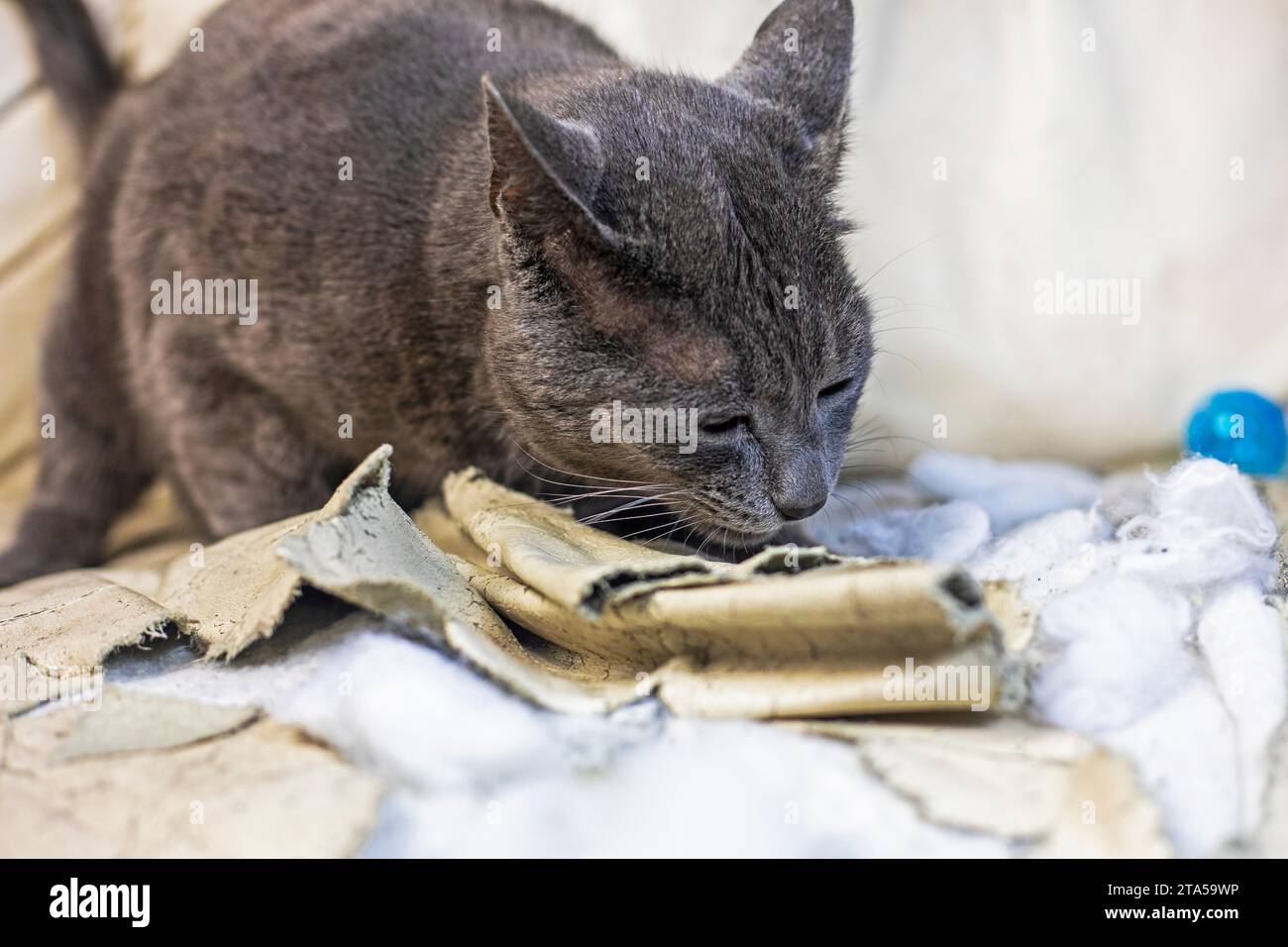 cat of the American Burmese breed lies on his back on a leather sofa