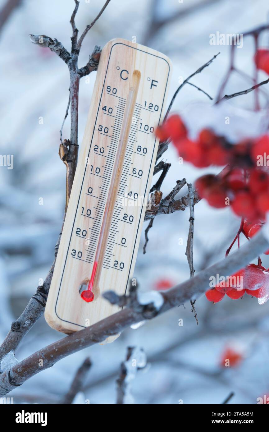 Street thermometer against background frozen mountain ash shows temperature of thirty degrees below zero Stock Photo