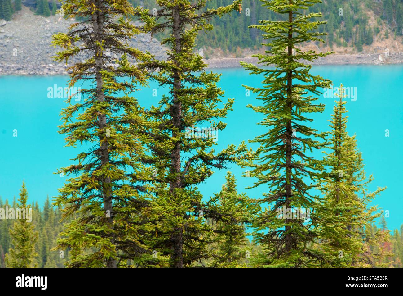 Moraine Lake from Larch Valley Trail, Banff National Park, Alberta, Canada Stock Photo