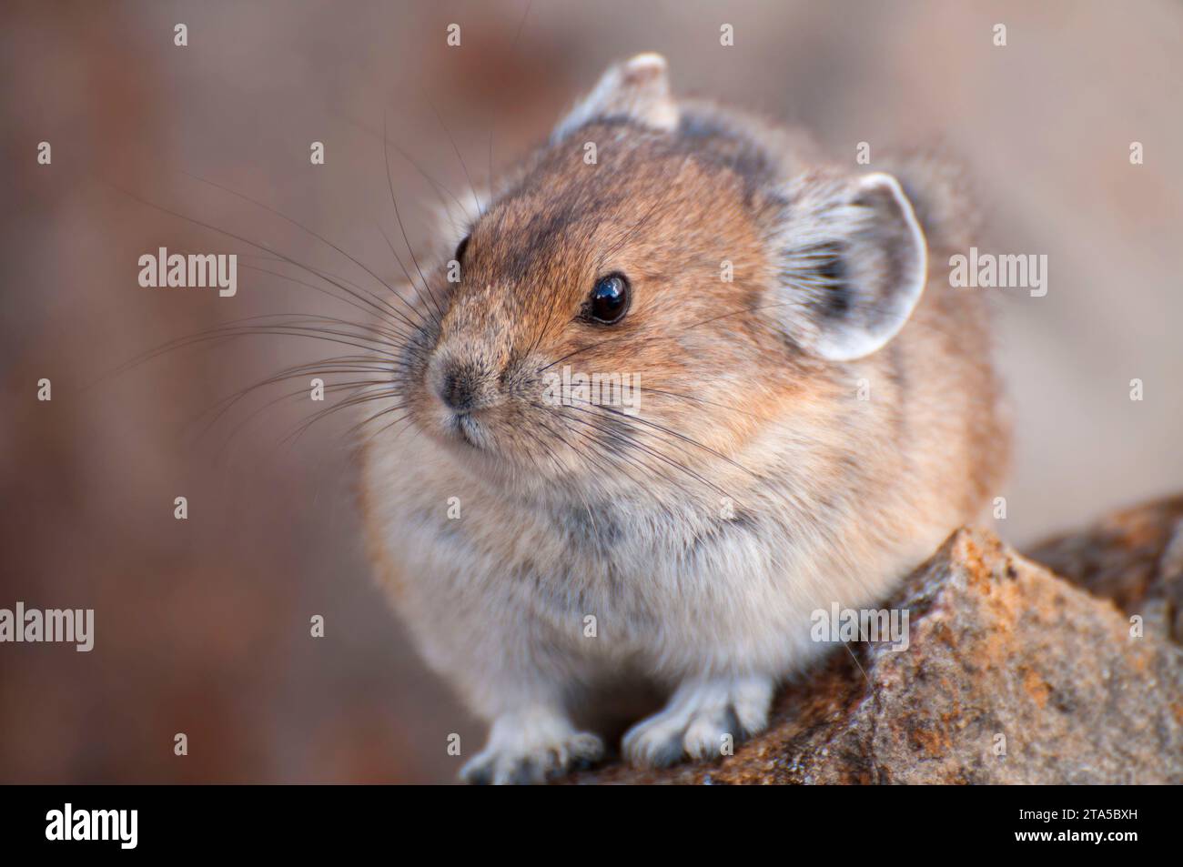 Pica along Bow Glacier Falls Trail, Banff National Park, Alberta