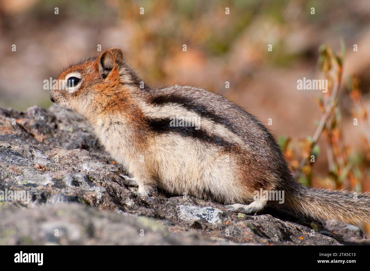 Ground squirrel along Bow Glacier Falls Trail, Banff National Park, Alberta, Canada Stock Photo