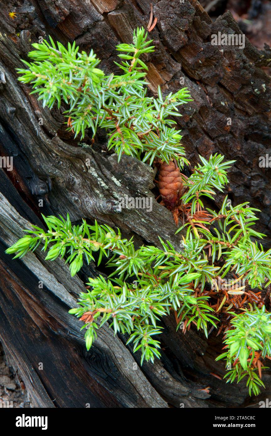 Ground juniper along Warden Lake Trail, Banff National Park, Alberta, Canada Stock Photo