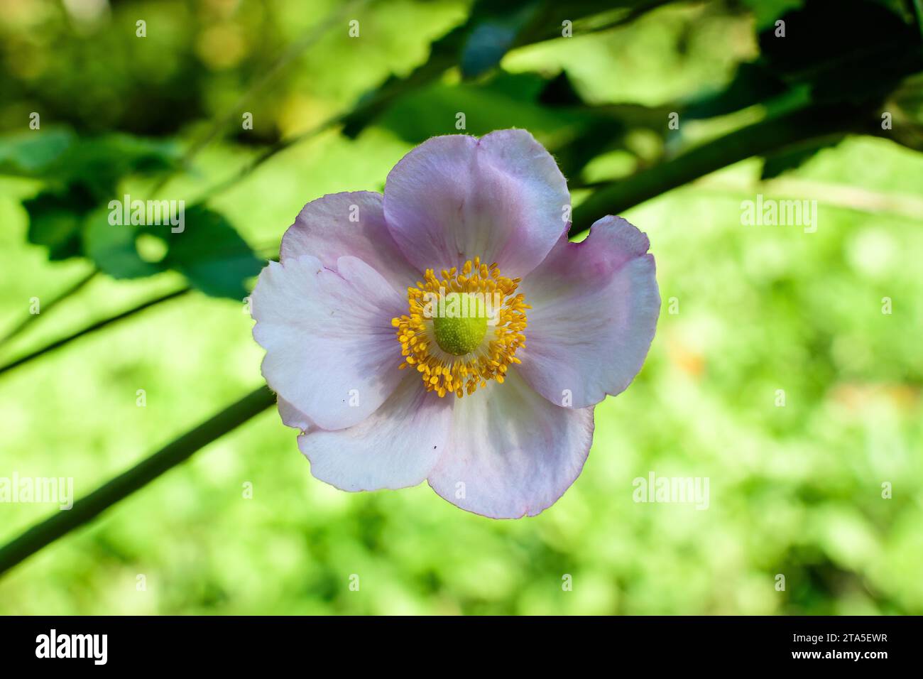 One delicate fresh pink flower of Anemone hupehensis plant, known as Chinese or Japanese anemone, thimbleweed or windflower in a sunny spring garden, Stock Photo