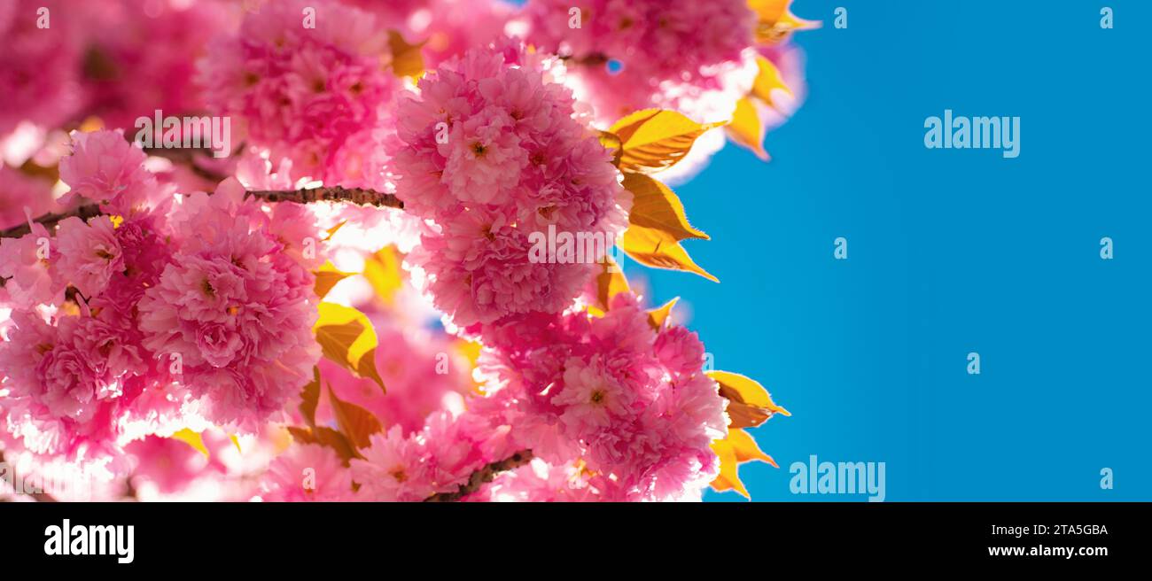 Spring banner, blossom background. Cherry blossom. Background with flowers on a spring day. Sacura cherry-tree. Spring blossom background. Stock Photo