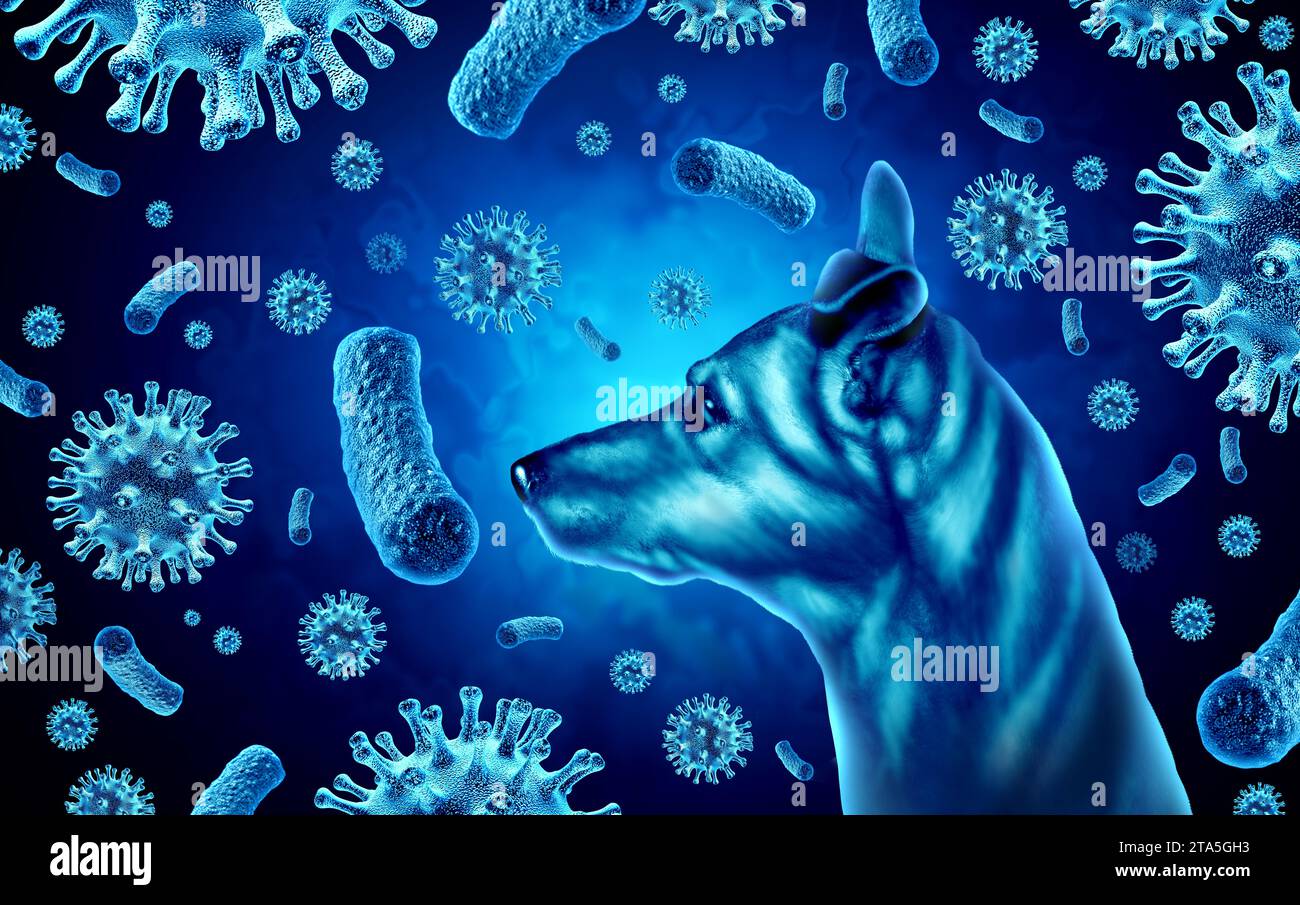 Dog Disease Outbreak as respiratory disease epidemic with canine parvovirus and CPV outbreak virus and bacteria pet illness or Canine Parvovirus Stock Photo