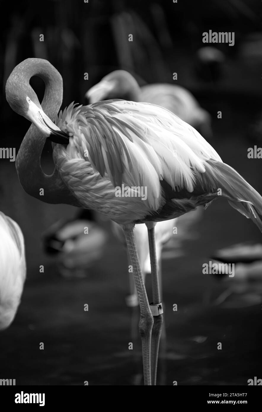 Beautiful pink flamingo. Flock of Pink flamingos in a pond. Flamingos or flamingoes are a type of wading bird in the genus Phoenicopterus. Stock Photo