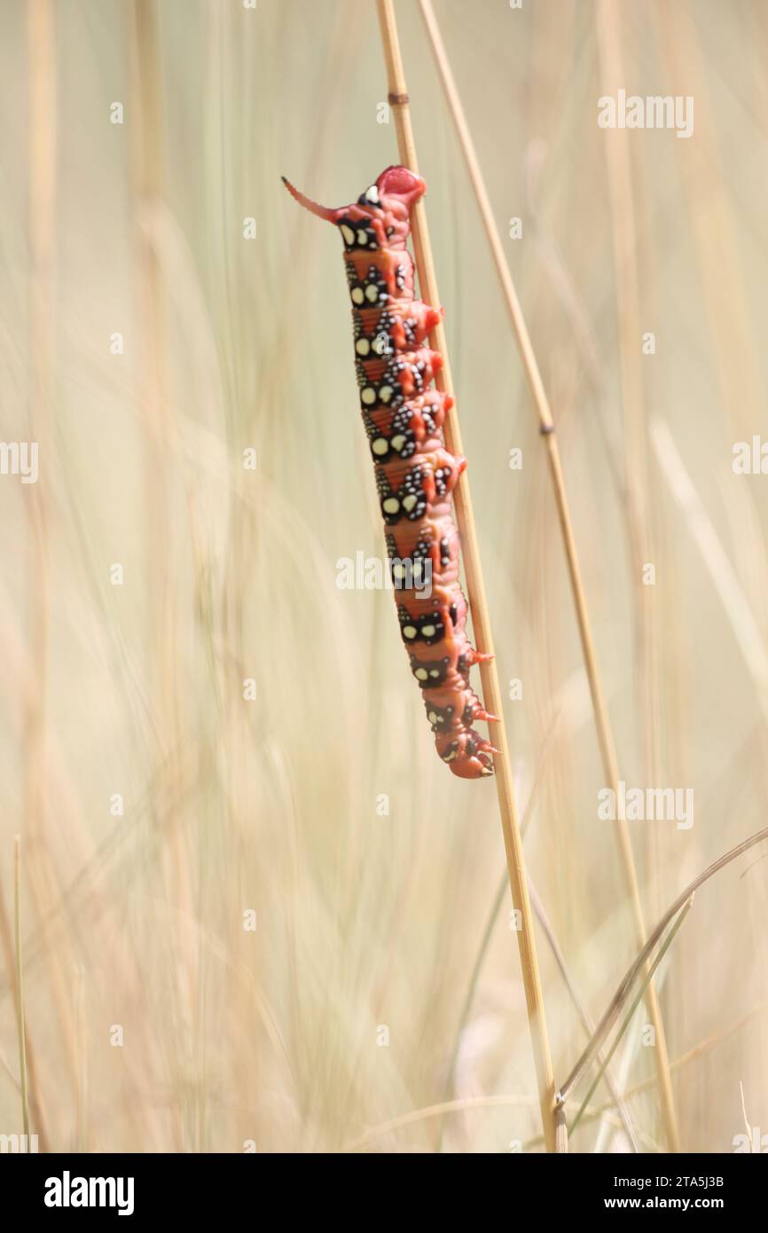 big spurge hawk-moth caterpillar in a summer dry grassland Stock Photo ...