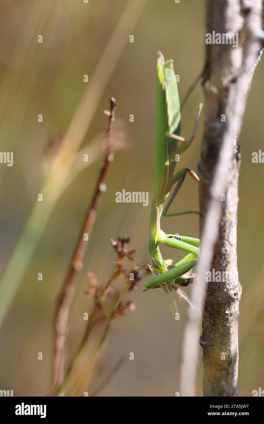 mantis religiosa feeding on its prey Stock Photo