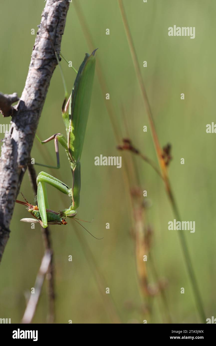 mantis religiosa feeding on its prey Stock Photo