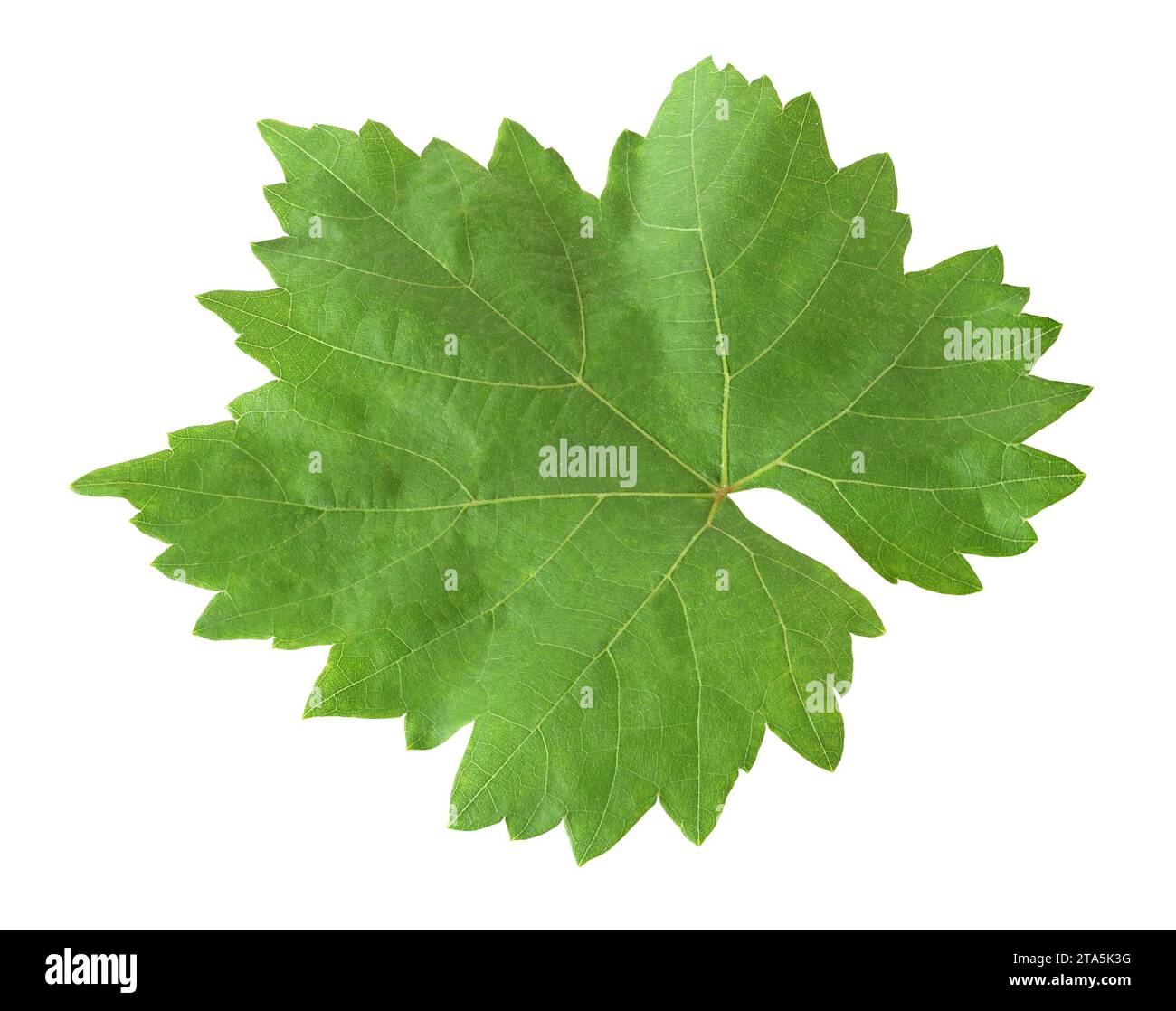 leaf of grape isolated on white background with clipping path Stock ...