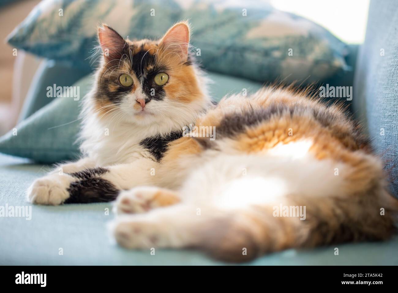 Long haired calico cat cute Stock Photo