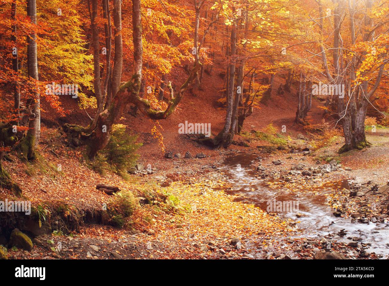 Golden Autumn Nature In National Park. Mountain Forest Landscape With Creek And Vibrant Yellow Foliage In Fall Season. Stock Photo