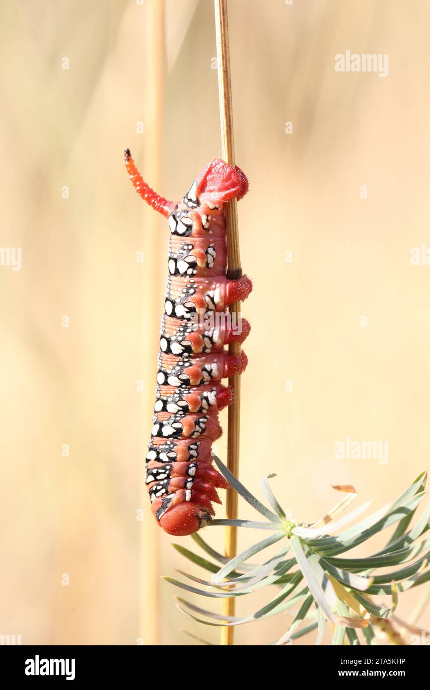 big spurge hawk-moth caterpillar in a summer dry grassland Stock Photo ...