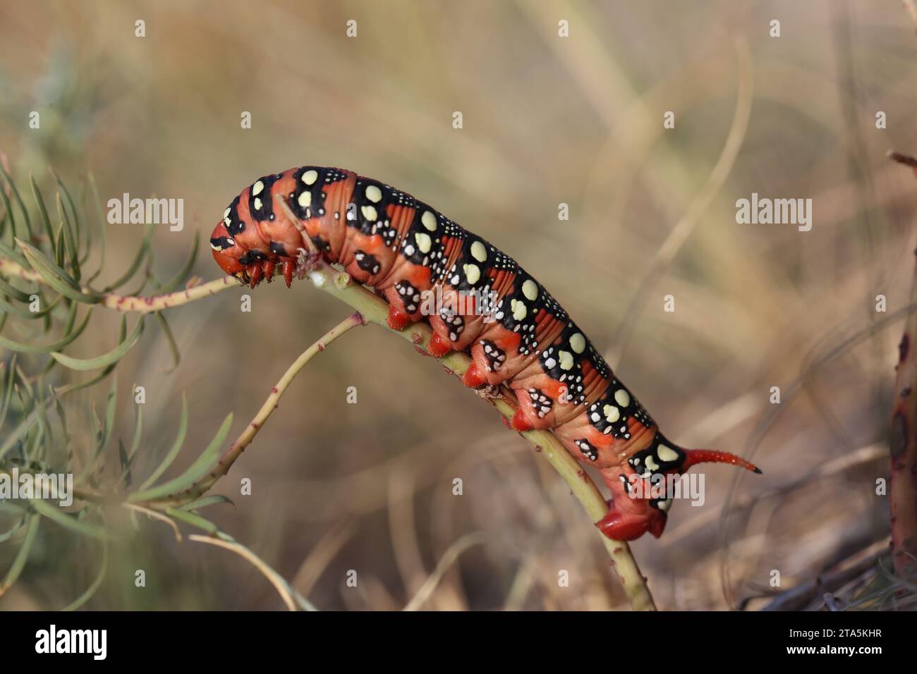 big spurge hawk-moth caterpillar in a summer dry grassland Stock Photo ...