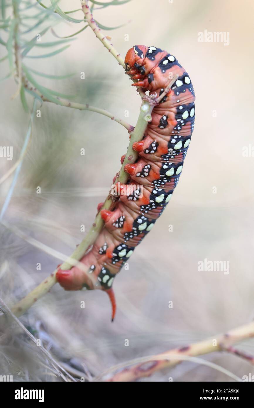 big spurge hawk-moth caterpillar in a summer dry grassland Stock Photo ...