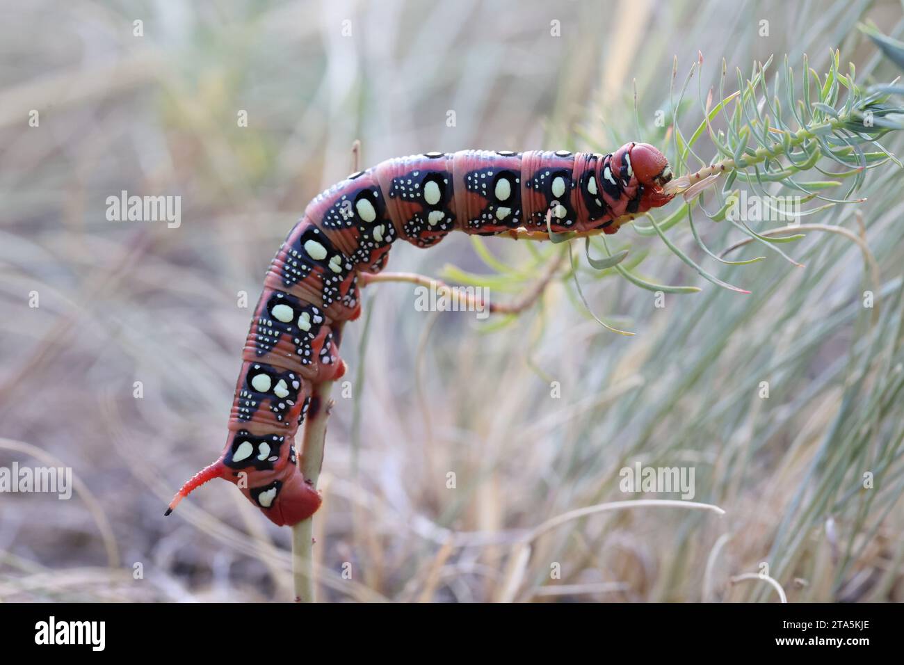 big spurge hawk-moth caterpillar in a summer dry grassland Stock Photo ...