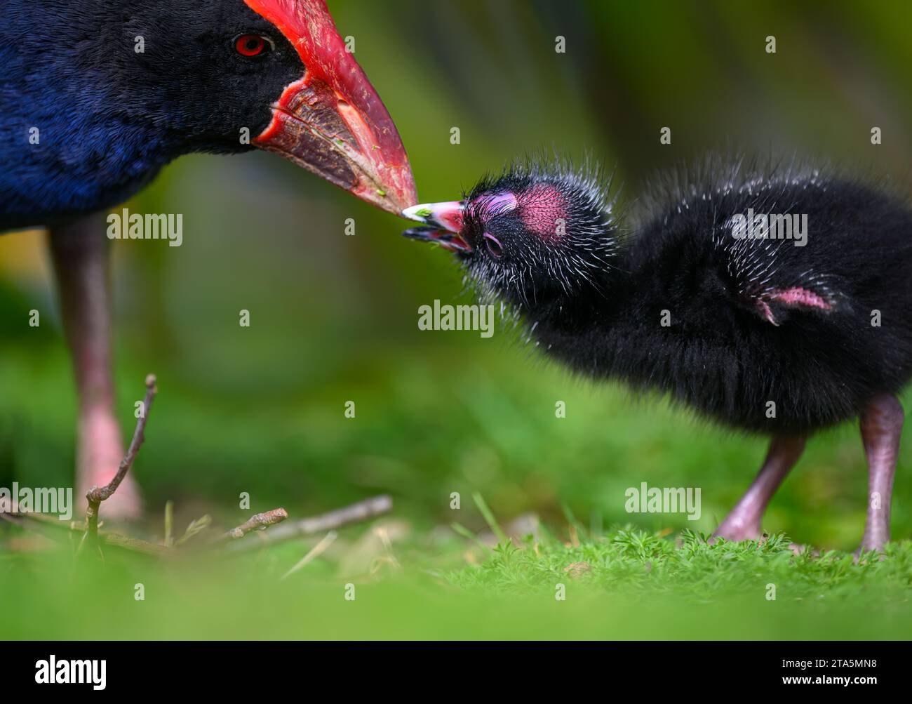 Pukeko bird mother feeding chick with nature green background. Western Springs park, Auckland. Stock Photo