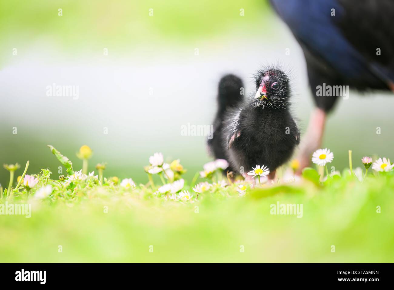 Pukeko chick walking on green grass with out-of-focus mother Pukeko in the background. Western Springs park, Auckland. Stock Photo