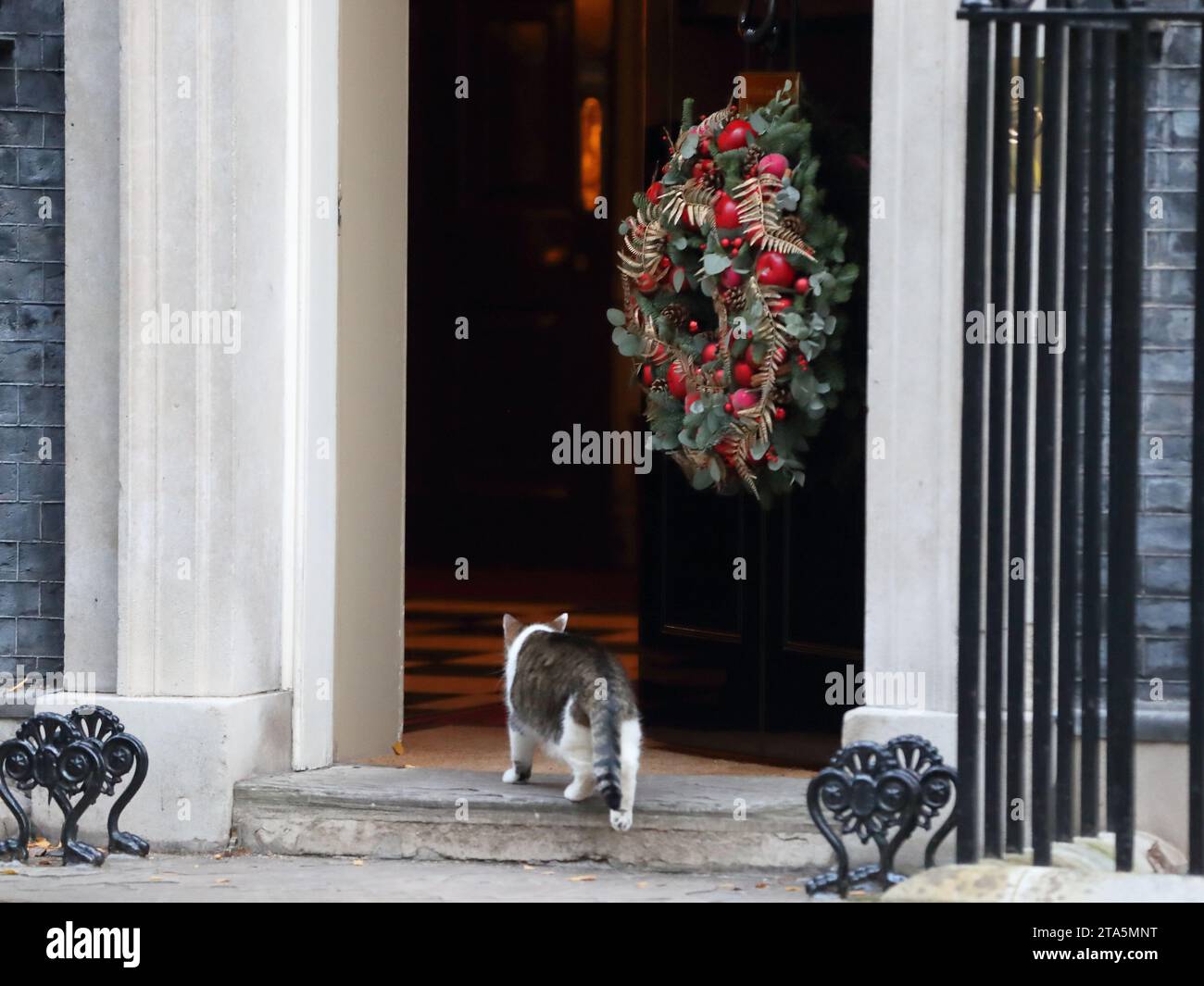 London, United Kingdom. 28th Nov, 2023. Larry the Cat enters No 10 Downing Street. The door is decorated with a traditional Christmas wreath. Stock Photo