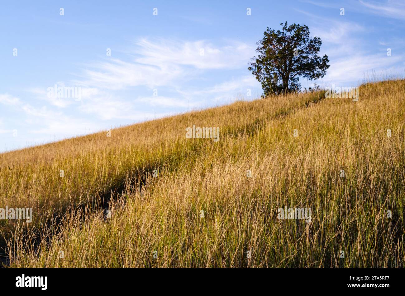 Prairie Grasslands of Theodore Roosevelt National Park in North Dakota