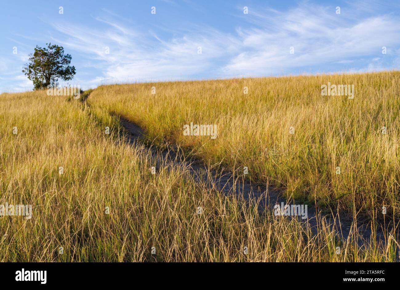 Prairie Grasslands of Theodore Roosevelt National Park in North Dakota