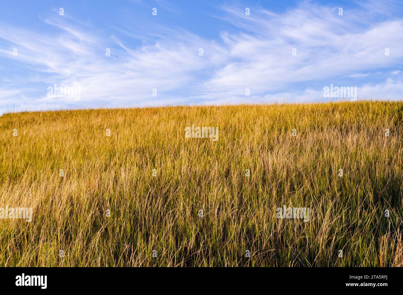 Prairie Grasslands of Theodore Roosevelt National Park in North Dakota
