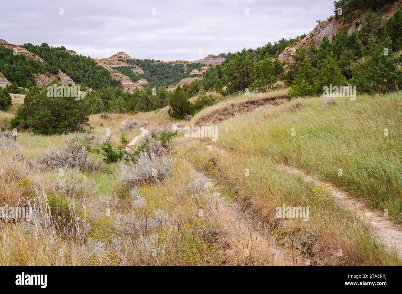 Prairie Grasslands of Theodore Roosevelt National Park in North Dakota