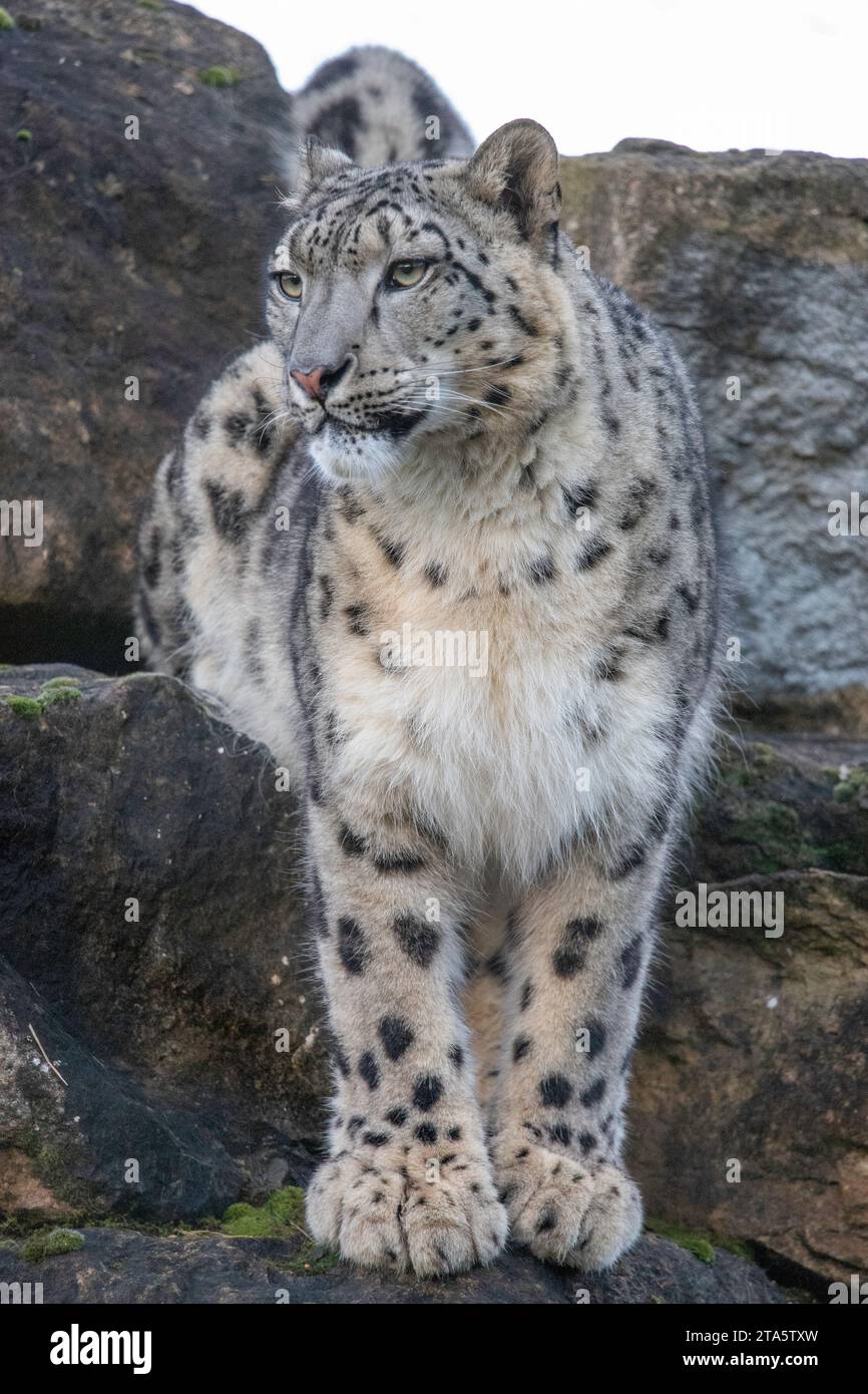 snow leopard Stock Photo