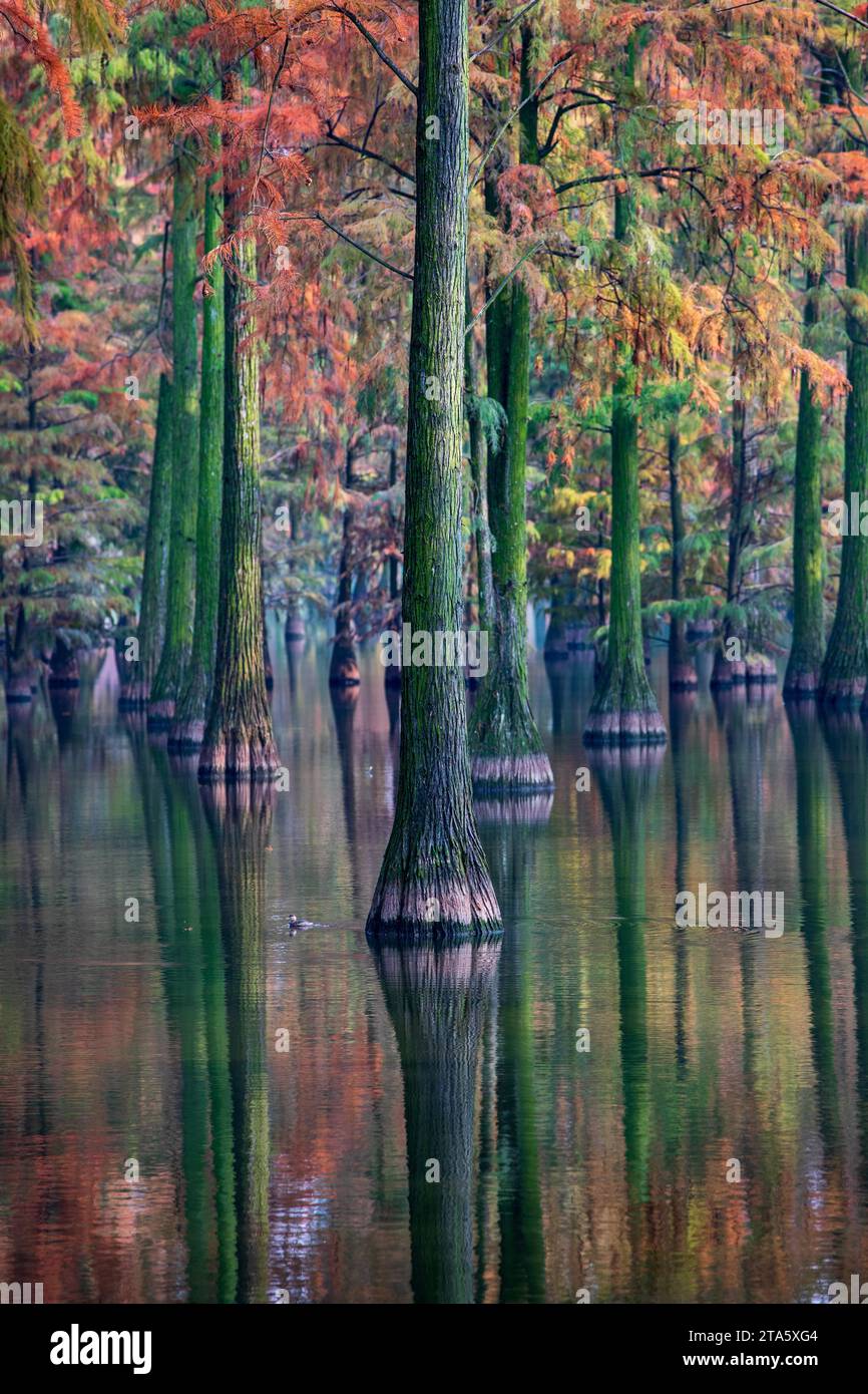 Aerial photo shows the early winter scenery at a wetland park in ...