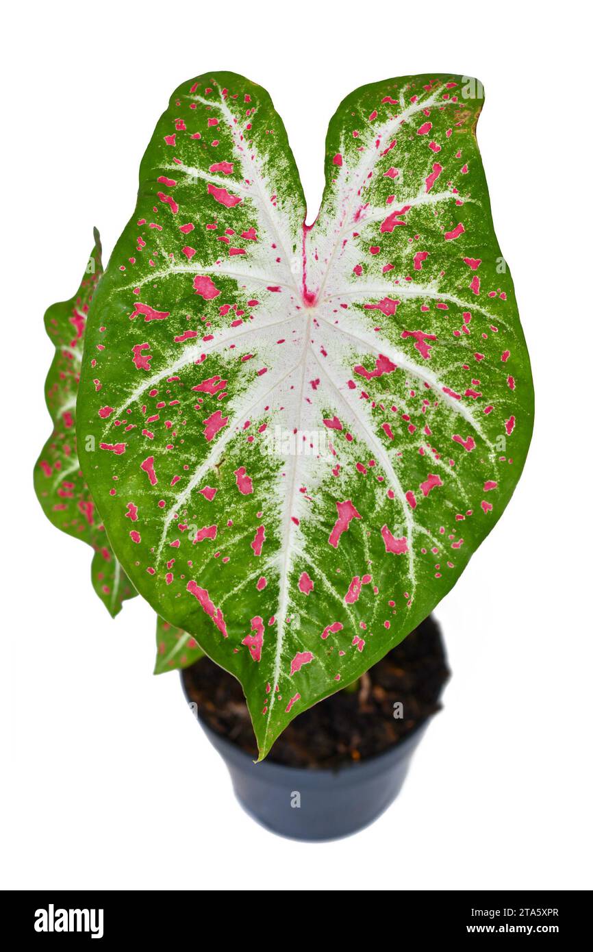 Exotic Caladium Hearts Desire houseplant with bright red leaves in pot