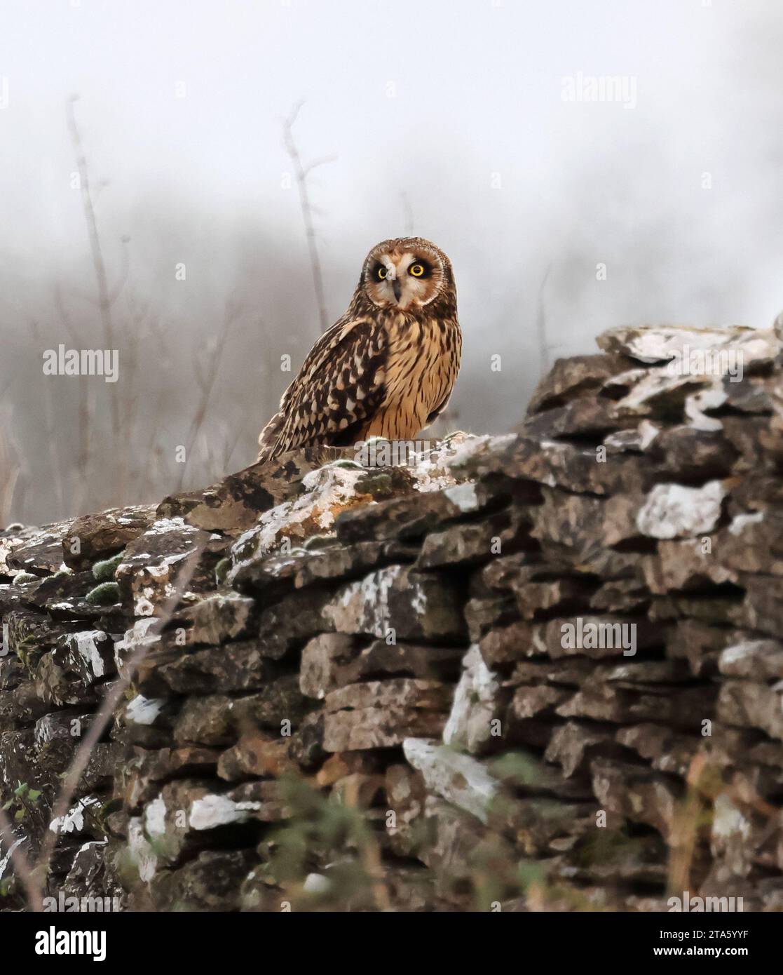A Short Eared Owl (Asio flammeus) a winter visitor to the Cotswold Hills Gloucestershire UK perched on a typical dry stone wall for the area Stock Photo